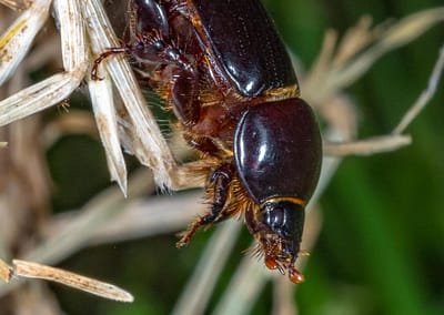 Black Lawn Beetle