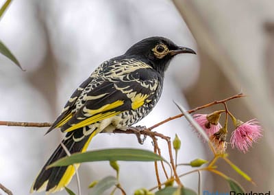 Regent Honeyeater