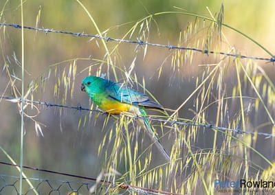 Red-Rumped Parrot