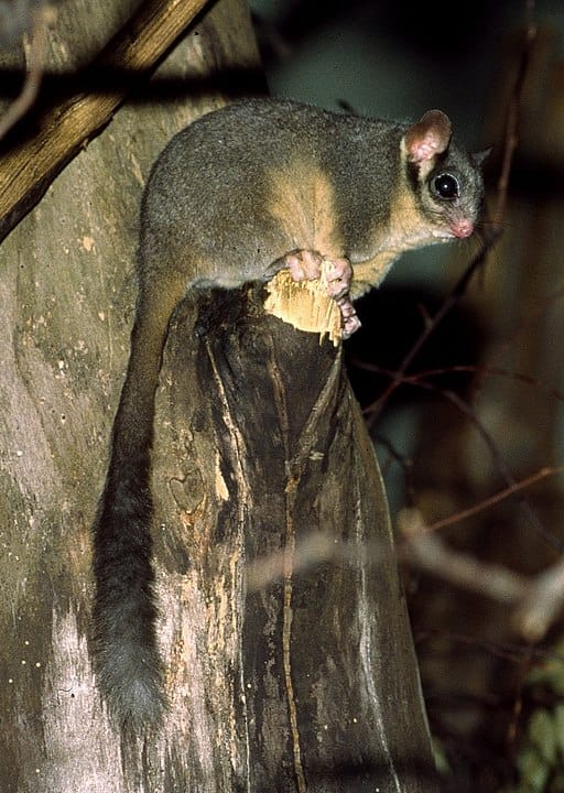 A Leadbeater's Possum on a tree stump