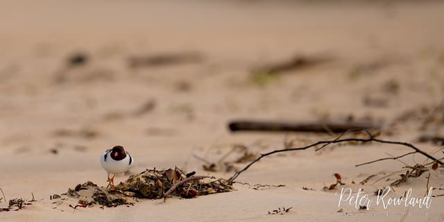 A Hooded Plover walking along the beach