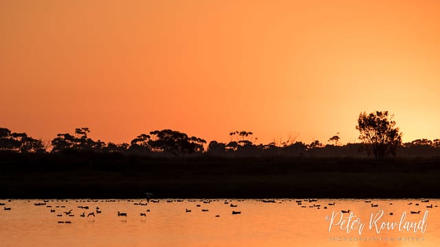 A number of Pink-eared Ducks swimming on a pond at sunset