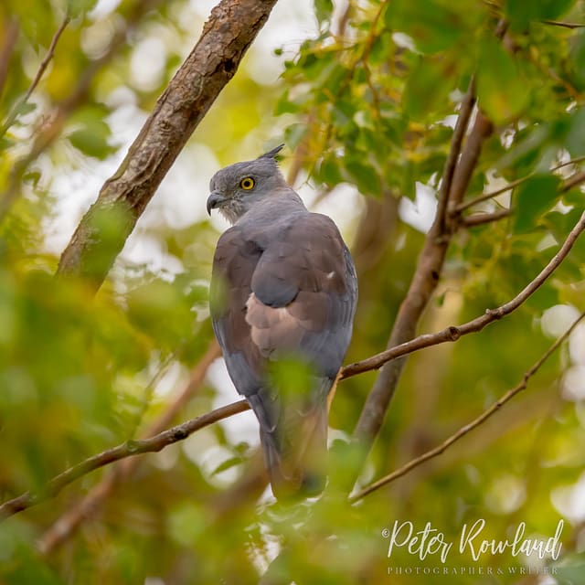 A Pacific Baza on a thin branch