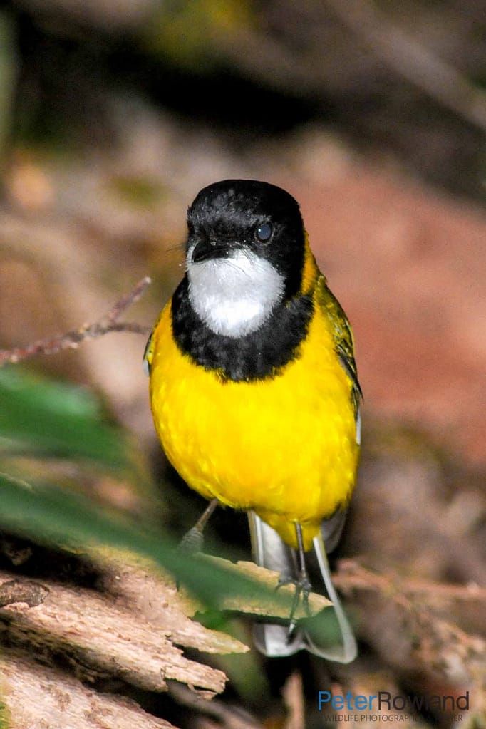 An Australian Golden Whistler on the rainforest floor