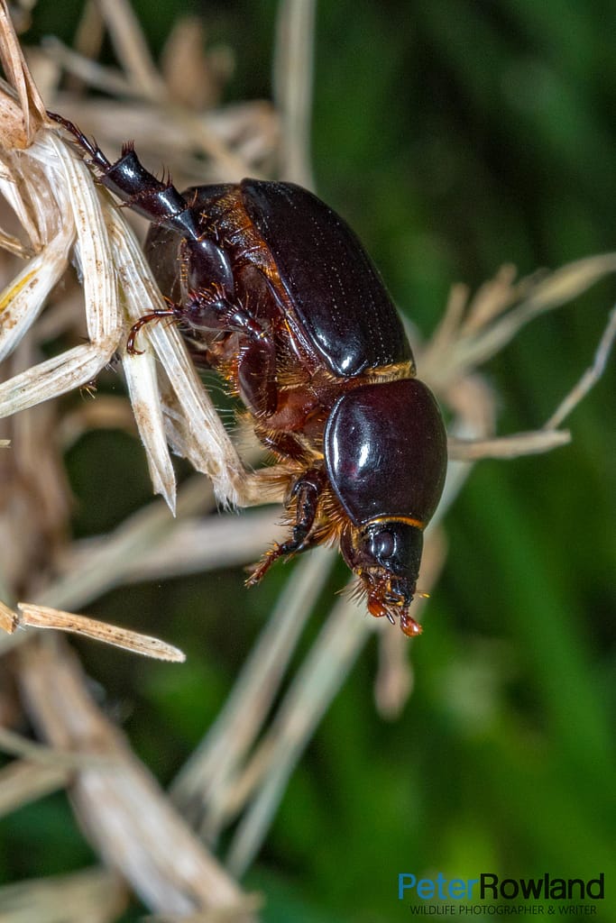 An adult African Black Lawn Beetle
