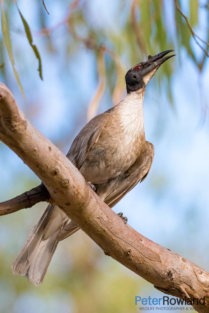 Noisy Friarbird A Red Wattlebird, with red lores enlarged, perching on a thin branch
