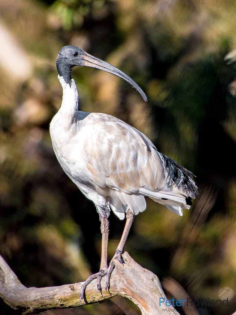 Sacred or Australian White Ibis A Sacred or Australian White Ibis perched on a branch
