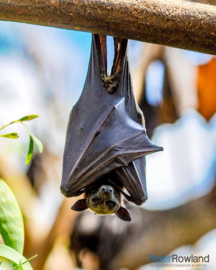 A Black Flying-Fox or Fruit-Bat roosting in a tree