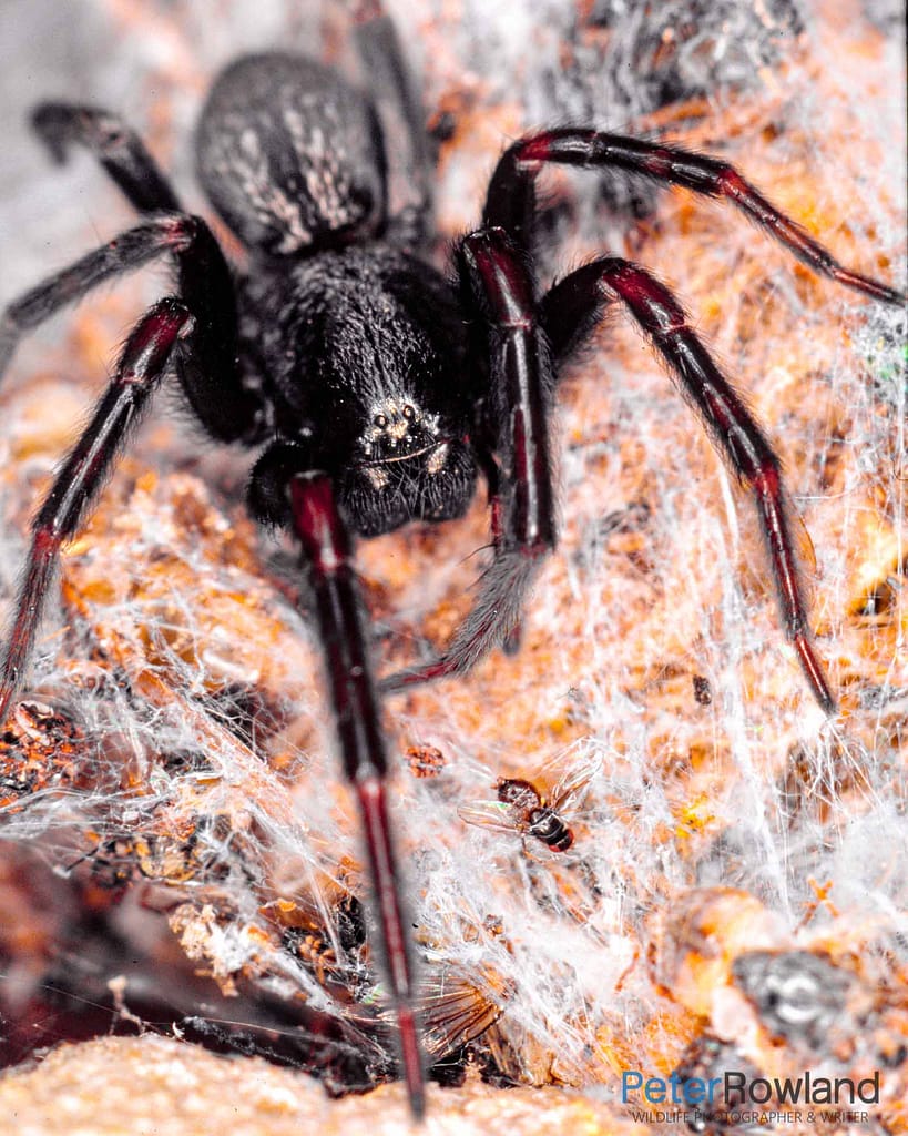 A Black House Spider on a web with dead flies