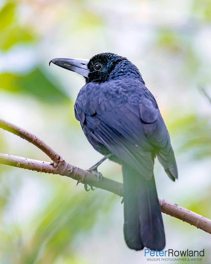 Black Butcherbird perched on thin branch amongst green foliage