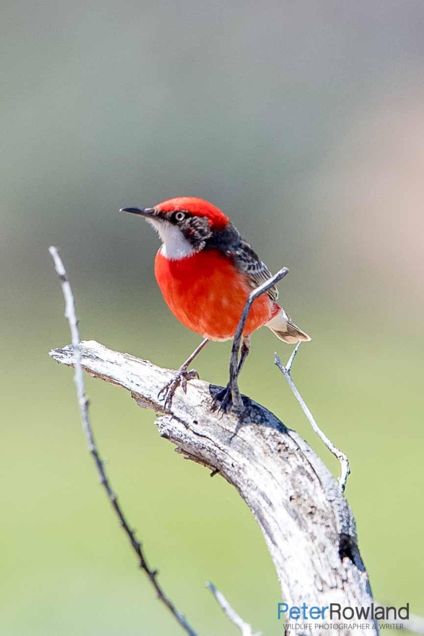 A Crimson Chat sitting at the top of a dead bush