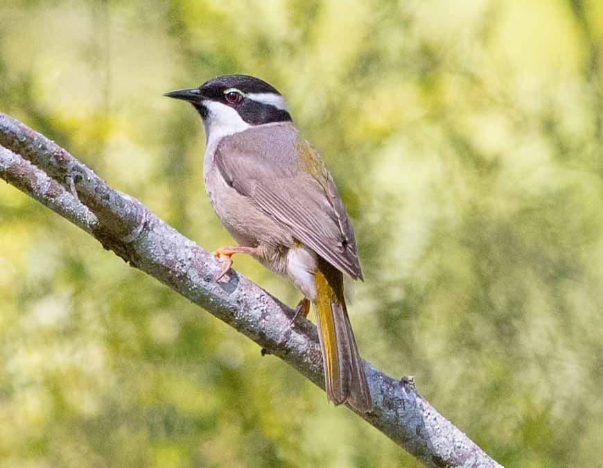 Strong-billed Honeyeater