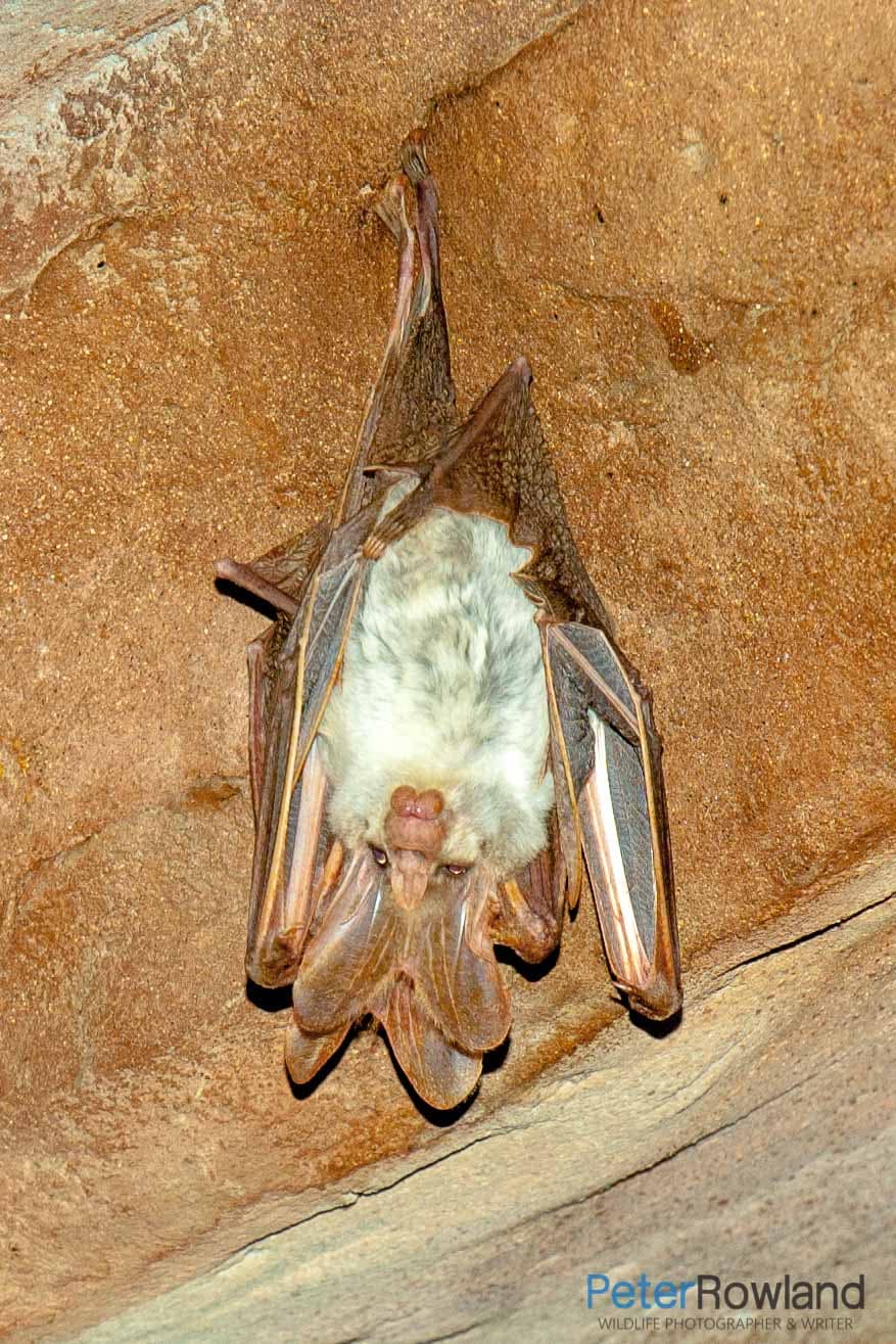 Ghost Bat A Ghost Bat hanging from a cave ceiling