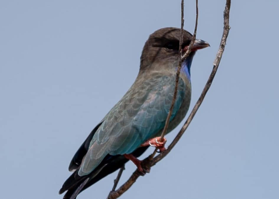 Dollarbird